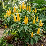 Live Shrimp Plant, Yellow Shrimp Plants Live, 4-6 Inches Tall, Colorful Ornamental Plant for Outdoor Growing