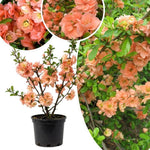 Salmon Flowering Quince Live Plant, 4 Inch Pot, Quince Plant, Chaenomeles Japonica Bush Shrub, Ornamental Shrub for Yard Garden and Landscape
