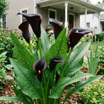 Calla Lily Bulbs for Planting, Calla Lily Bulbs, Vibrant Summer Blooming Flowers for Garden and Patio Planting (Black Calla Lily Bulbs (Set 3))