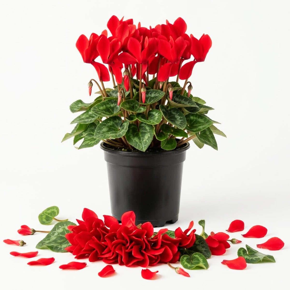 Red Cyclamen Plant Live, Flowering Houseplant, 4" Pot