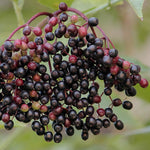 Set of 10 Elderberry Cuttings Plant, Elderberry Fruit Plant, Black Elderberries, 6-8 Inches Long, Ready to Grow