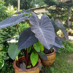 Colocasia Esculenta, Colocasia Live Plant, Elephant Ears Live Plant, Esculenta Taro Live Houseplant, 5-8 Inc Tall, No Pot (Rare Colocasia)