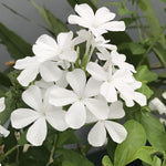 4 White Plumbago Live Plant, White Flowering Shrub, 4-7 Inches, Outdoor Garden Growing