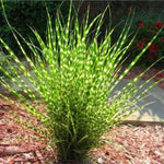 Ornamental Grass Seedlings Live Plant, Fully Rooted Pruned Back to 5 to 9 Inc in Tall Grasses Live Plants Perennial (White Green Grass)
