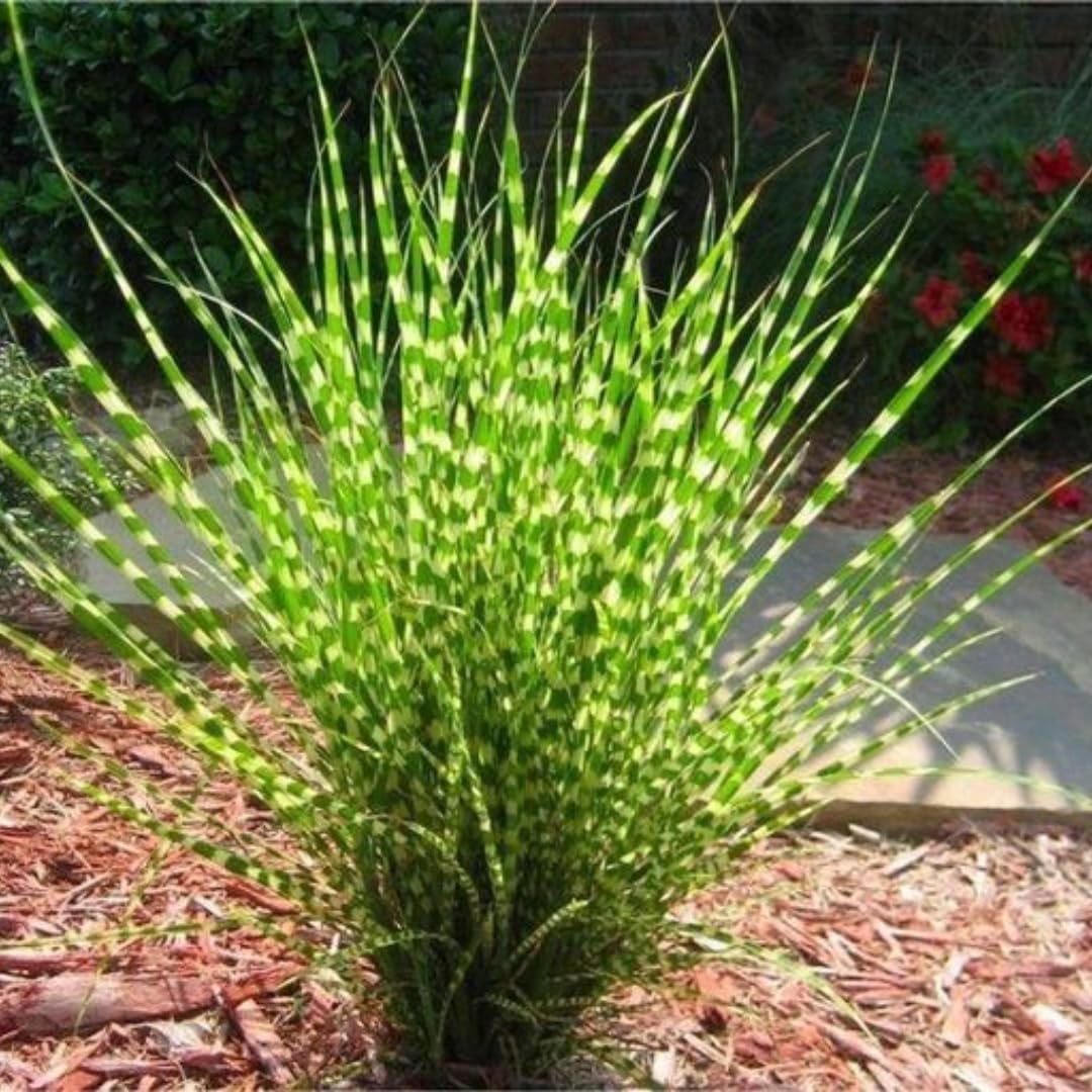 Ornamental Grass Seedlings Live Plant, Fully Rooted Pruned Back to 5 to 9 Inc in Tall Grasses Live Plants Perennial (White Green Grass)