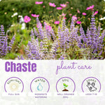 Blue Chaste Vitex Live Plant, Vitex Chaste Tree, Blue Chastes Tree, Flowering Shrub, 5-7 Inches in Height for Growing