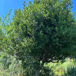 Sweet Bay Leaf Plant Live, Laurus Nobilis Bay Laurel Tree Live Plant, 4 to 8 Inches Tall