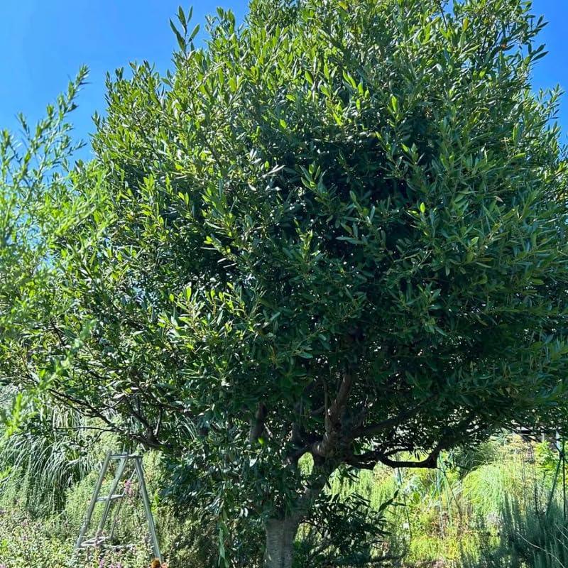 Sweet Bay Leaf Plant Live, Laurus Nobilis Bay Laurel Tree Live Plant, 4 to 8 Inches Tall