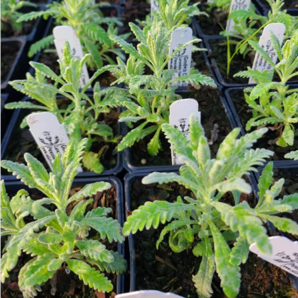 Set 3 Lavender Plants Live, Lavandula Perennial Starter Plants, Fragrant Flower Perennial Plugs 3-5" Tall (Provence Lavender)
