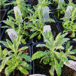 2 Lavender Plants Live, Lavandula Perennial Flower Plants Indoor Outdoor, Well Rooted Plugs 3 to 5 Inch Tall (Provence Lavender)