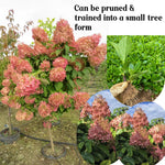 Hydrangea Bush Tree Plants Live, 5-9" Tall, No Pot, Dormant in Winter, Change Color Perennial Planting Indoor Outdoor, Long Lasting Blooms Flower (Can Trim as Tree, Pink White)