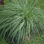 16 Stalks Lemongrass Plants Live Well Rooted, No Pot Lemon Grass Tree Perennial Indoor Outdoor, Starter 3-7 Inches Tall