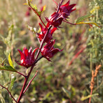 Live Roselle Plant in Half Gallon Pot, Flowering Edible Hibiscus Shrub, Well Rooted Hibiscus Sabdariffa for Garden and Container