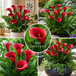 Calla Lily Bulbs for Planting, Calla Lily Bulbs, Vibrant Summer Blooming Flowers for Garden and Patio Planting (Red Calla Lily Bulbs (Set 3))