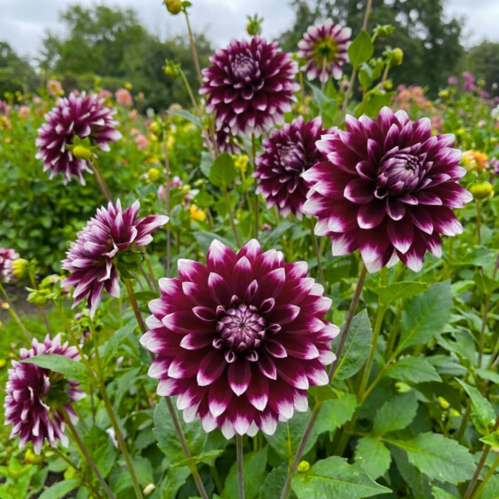Set 2 Purple White Dahlia Tubers, Decorative Blooms with Striking White, Summer Flowering Perennial, Dahlia Flowers for Indoor Outdoor Growing