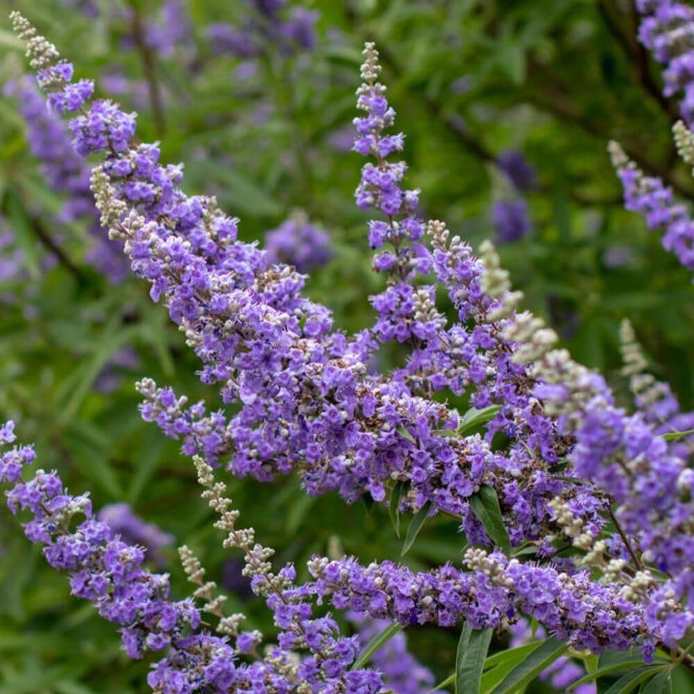 Blue Chaste Vitex Live Plant 4-8 Inches Tall, Chaste Plant, Blue Chastes Vitex Tree, Fragrant Purple Flowering Shrub, Flower Plant for Home Decoration