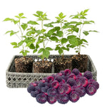 4 Hardy Raspberry Trees Live Plants, Purple Everbearing Raspberries Bushes Plants 5 to 10 Inc Tall, Well-Rooted, No Pot, Sweet Flavor (Glencoe Purple)
