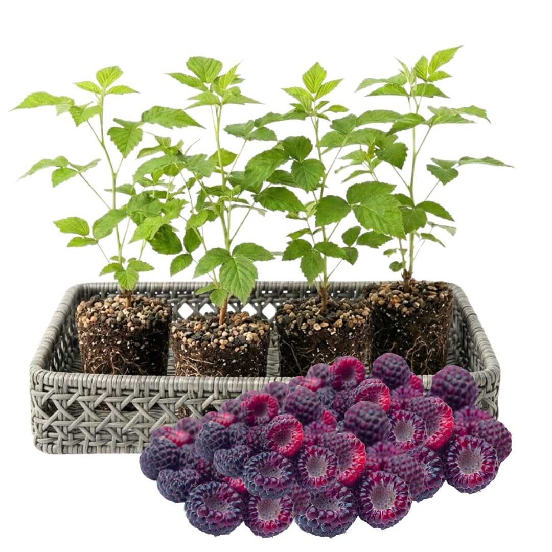 4 Hardy Raspberry Trees Live Plants, Purple Everbearing Raspberries Bushes Plants 5 to 10 Inc Tall, Well-Rooted, No Pot, Sweet Flavor (Glencoe Purple)