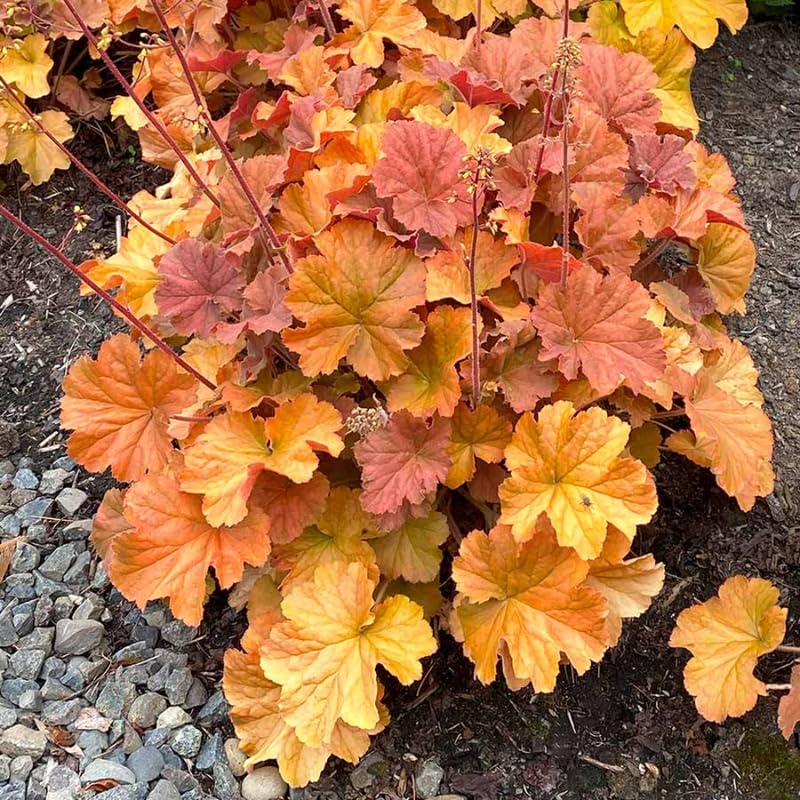 Pack 3 Heuchera Plants Live, Coral Bells Plants 4-7” Tall for Shade Gardens, Borders, Pots, Heuchera Perennials Seedlings (Red Orange Yellow Heuchera)