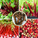 3 Victoria Rhubarb Roots for Planting, Rhubarb Crowns 3-5 Inch Tall, Rhubarb Plants for Planting, Perennial Vegetable Roots