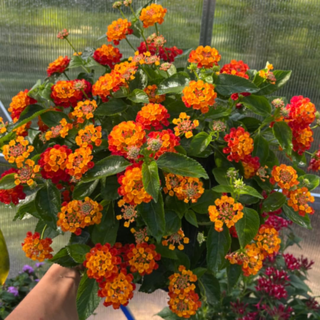 4 Mix Lantana Plants Live, Trailing Lantana Live Plant, 4 to 6'' Tall, Fragrant Annual Flower Plant, Easy to Plant