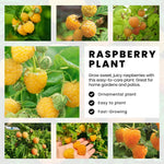 2 Raspberry Plants Live for Planting, Golden Raspberry Everbearing, Very Large and Sweet Raspberries, Well-Rooted Zones 4-8 (Fall Gold Yellow)