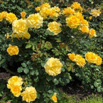 Combo 6 Yellow Rose Cuttings, 5–8 Inch Long Starter Cuttings for Planting, Rose Bush Flower Plant for Garden Outdoor Growing