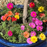 Moss Rose Plants Live, 4-8 Inches Tall, Portulaca Flower Plant, Drought Tolerant Outdoor Ground Cover, Colorful Blooming Succulent for Garden