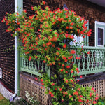 Set 2 Red Honeysuckle Plants Live, Live Coral Honeysuckle Plants 5-9" Tall, Honeysuckle Vines Bushes for Planting, Climbing Honeysuckle