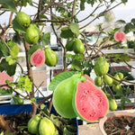 Large Pink Guava Tree for Planting, 18 to 24 Inches Height in Pot, Sweet Guava Trees Fruit for Gardening