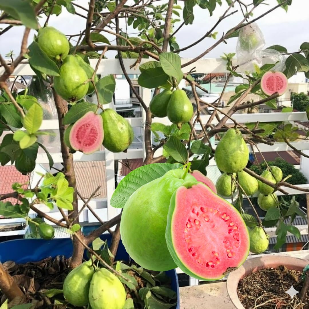 Large Pink Guava Tree for Planting, 18 to 24 Inches Height in Pot, Sweet Guava Trees Fruit for Gardening