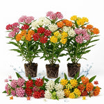 3 Mix Milkweed Plant Live, Asclepias Tuberosa Butterfly Bush, 4-8"