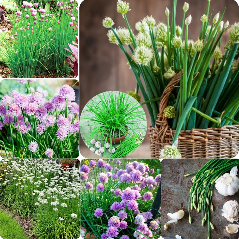 Pack of 5 Mix Chives Plants Live, 4-8" Tall Heirloom Leek Chives for Outdoor Herb Garden