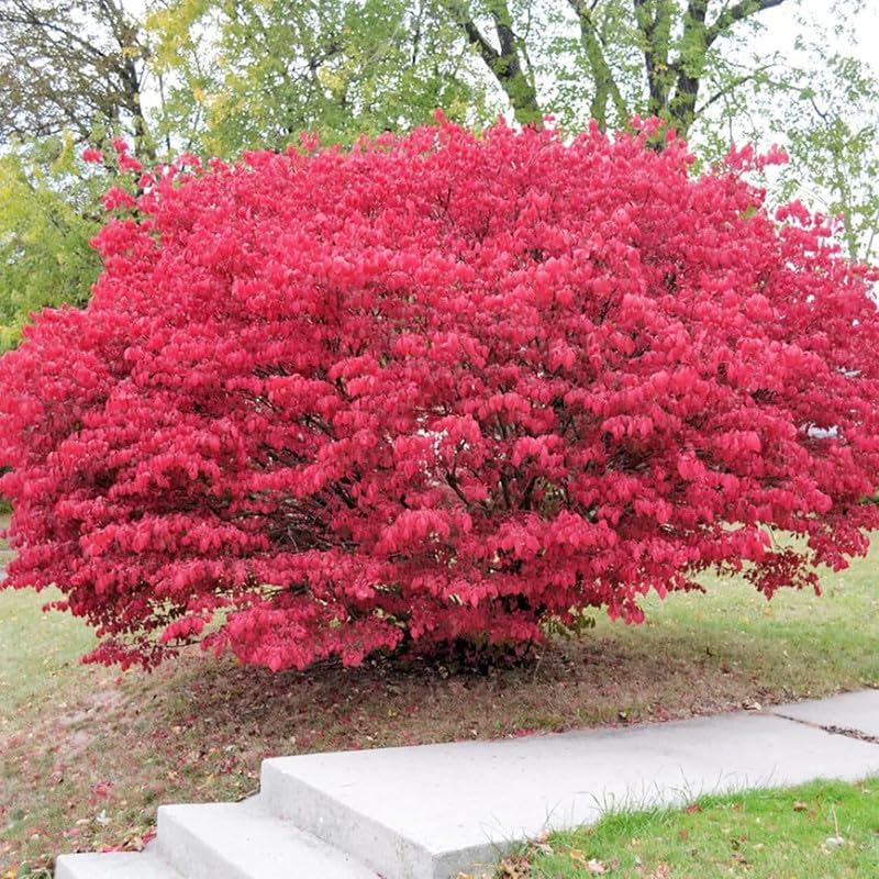 Burning Bush Shrub Live Plant 2.5 Inch Pot, Dwarf Red Burning Bushes Well Rooted, Landscaping and Borders Planting, Dormant in Winter