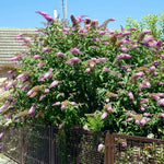 AVERAR 6 Months Old Pink Butterfly Bush Live Plant, Butterfly Bushes Ready to Plant Outdoor, Buddleia Plant Bush Shrub 5-7 Inches Tall, No Pot