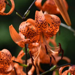 3 Large Tiger Lily Bulbs, 4-6 Inch, Orange Tiger Lilies Bulbs, Flowering Bulb for Outdoor Garden Beds and Containers