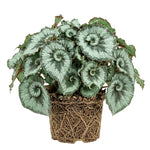 Begonia Live Plant, Begonias Live Plant, Rare Begonias Plants, 5-7 Inches in Height for Indoor Houseplant (Green Begonia)