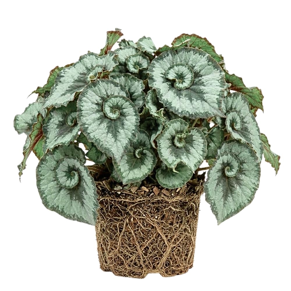 Begonia Live Plant, Begonias Live Plant, Rare Begonias Plants, 5-7 Inches in Height for Indoor Houseplant (Green Begonia)