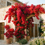 Set 2 Double Red Bougainvillea Live Plants 4-7 Inches Tall, Vibrant Bumgainvillea Flowering Vines for Garden, Patio Containers and Indoor Growing