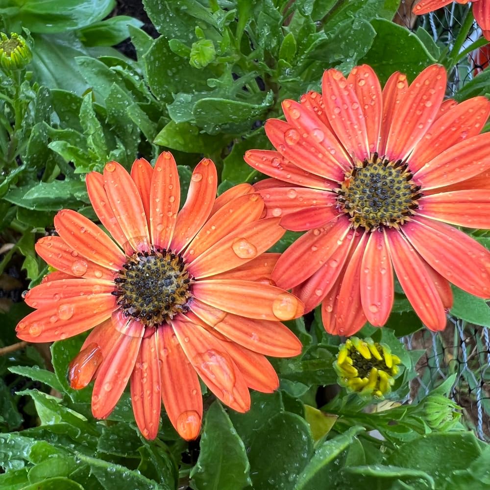 2 Mix Osteospermum African Daisy Plants, Perennial Daisy Flowers for Outdoor Planting 3-5 Inches (Coral)