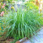 2 Lemon Grass Live Plants, Lemongrass Plants Live, 10 Inc in Height