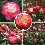 Rose Bush Live Plant for Gardening, Hardy Fragrant Rose Flower Plant, 5 to 10 Inch Tall, Ideal for Outdoor Planting (Delight Rose)