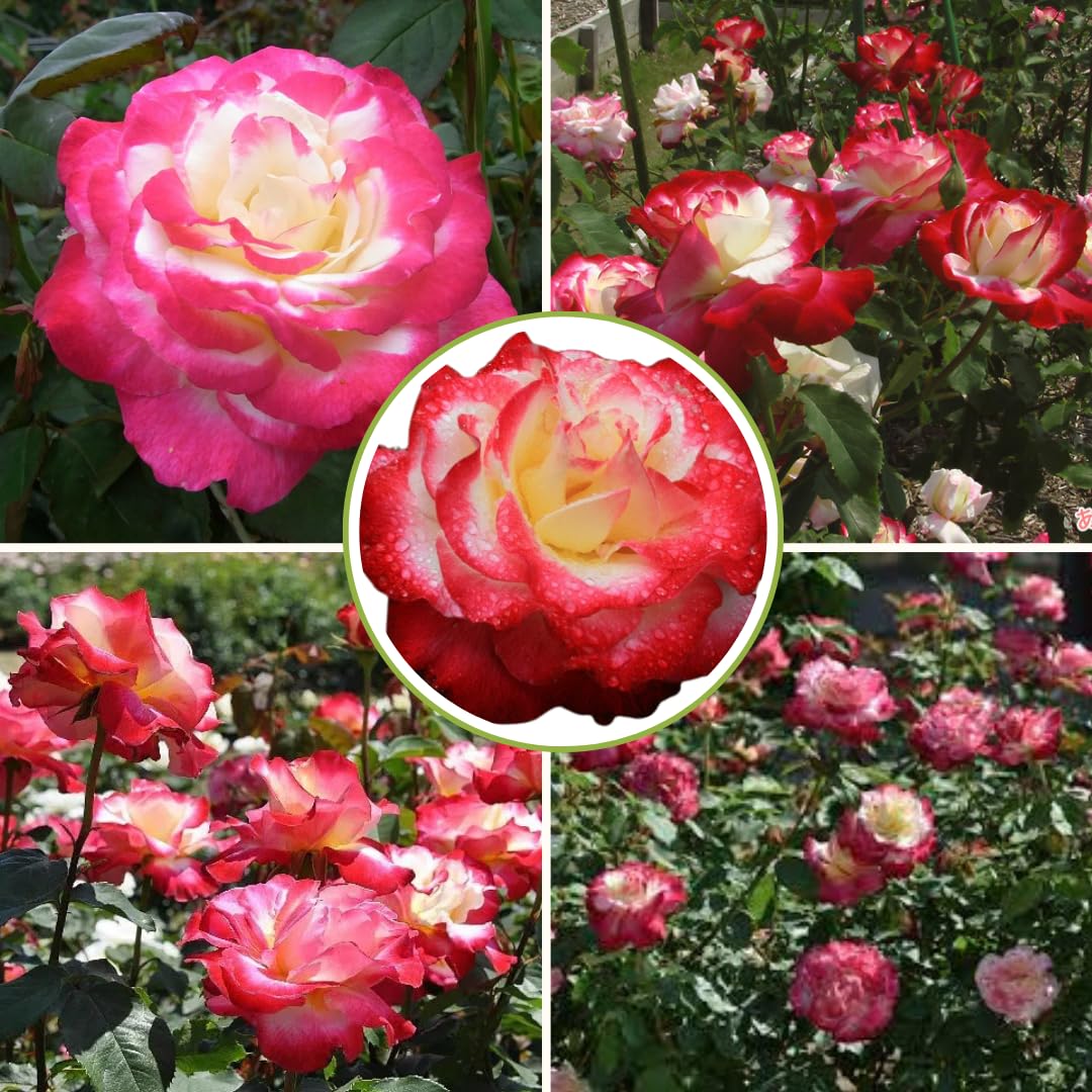Rose Bush Live Plant for Gardening, Hardy Fragrant Rose Flower Plant, 5 to 10 Inch Tall, Ideal for Outdoor Planting (Delight Rose)