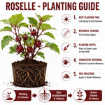 Red Roselle Plant 4" Pot, Roselle Live Flowering Garden Plant for Patio, Containers and Backyard, Hardy Tropical Outdoor Plant 6-8 Inches