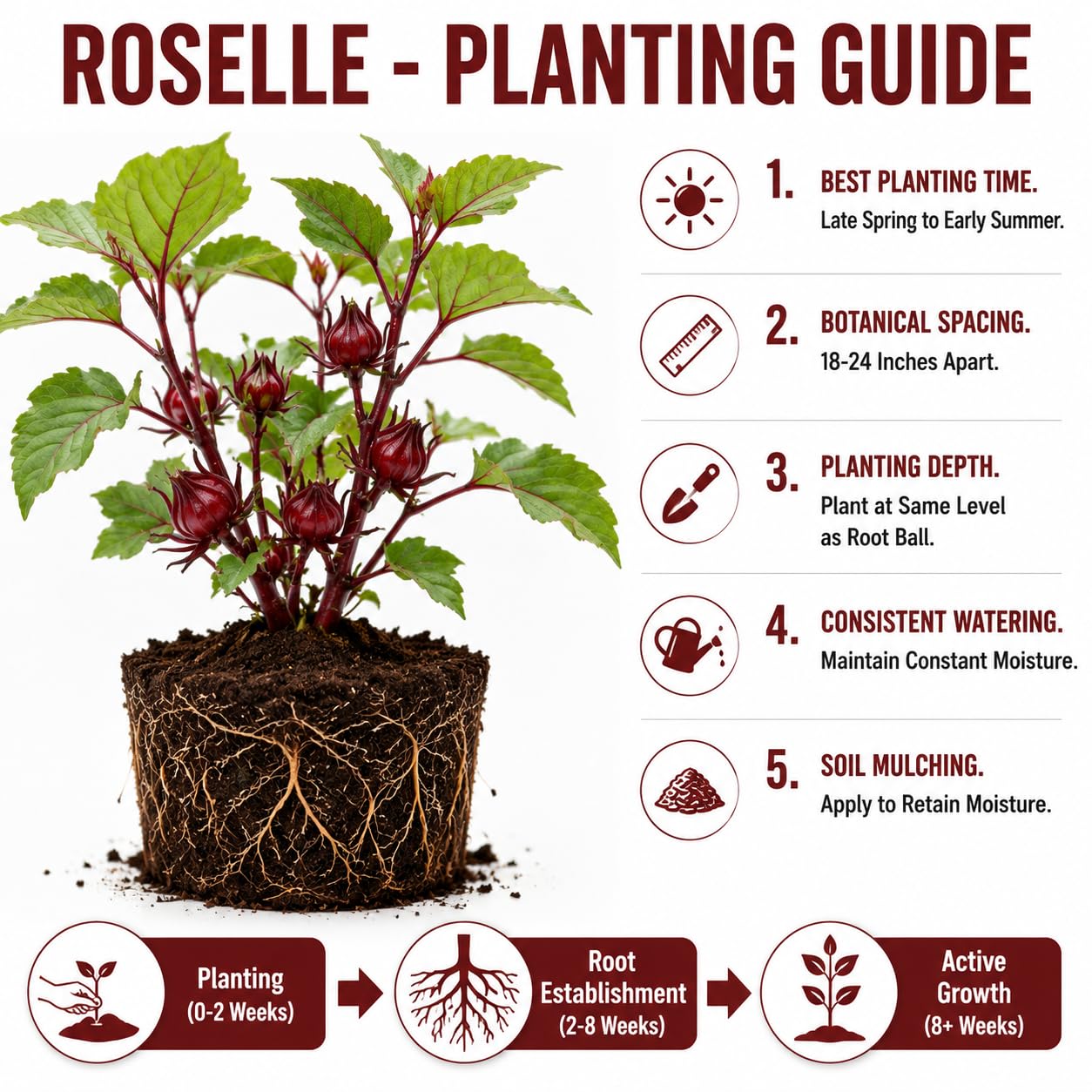 Red Roselle Plant 4" Pot, Roselle Live Flowering Garden Plant for Patio, Containers and Backyard, Hardy Tropical Outdoor Plant 6-8 Inches