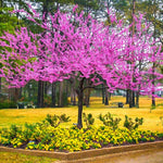 Eastern Redbud Tree Live Plant Seedling 6-12" Red Bud Tree Plants Live, Purple Lavender Redbud Blooms Color, Dormant in Winter