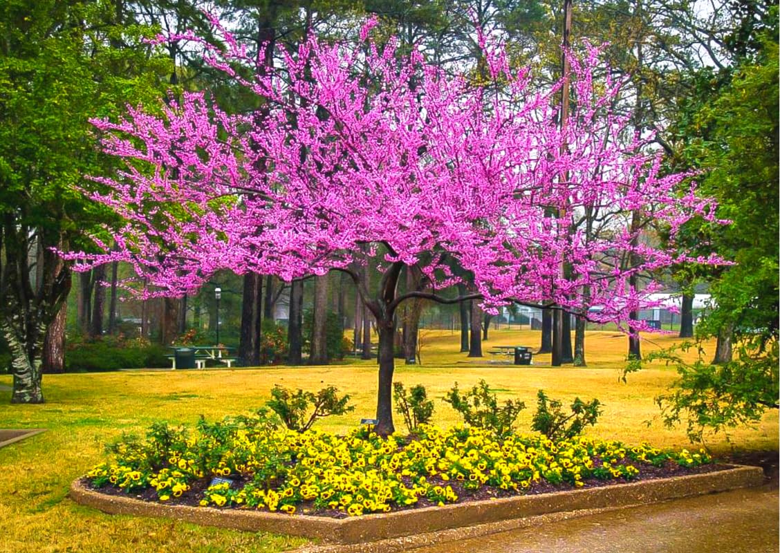 Eastern Redbud Tree Live Plant Seedling 6-12" Red Bud Tree Plants Live, Purple Lavender Redbud Blooms Color, Dormant in Winter