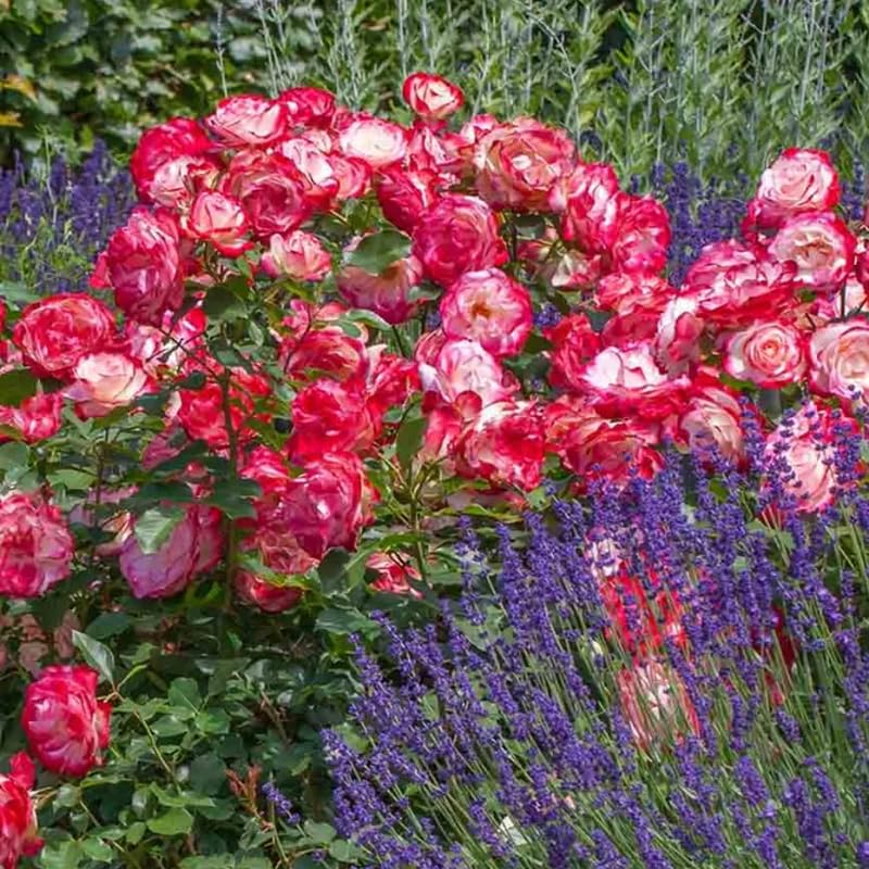 Rose Live Plant for Planting, Rose Bush Ready to Plant 6-10 Inc Tall, Fragrant Hybrid Tea Rose Flowers for Outdoor, Climbing Rose Vine (Delight Rose)
