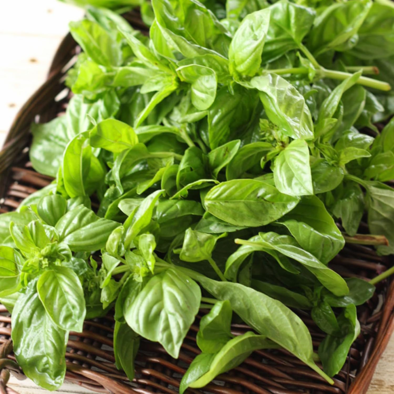 15 Sweet Basil Plants Live, Live Basil Plants, Basil Live Plants, 5 to 8 Inches Tall Outdoor or Indoor Garden