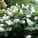Hydrangea Plant Live, Reblooming Hydrangea Flowers Well-Rooted, Hardy Bush Shrub, 5-9" Tall, Vibrant Shades (White)